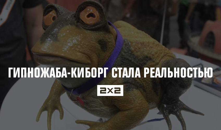 Гипножаба-киборг стала реальностью Гипножаба-киборг стала реальностью