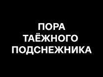 Пора таёжного подснежника