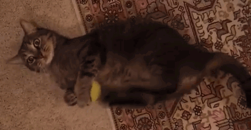 cat giphy.gif