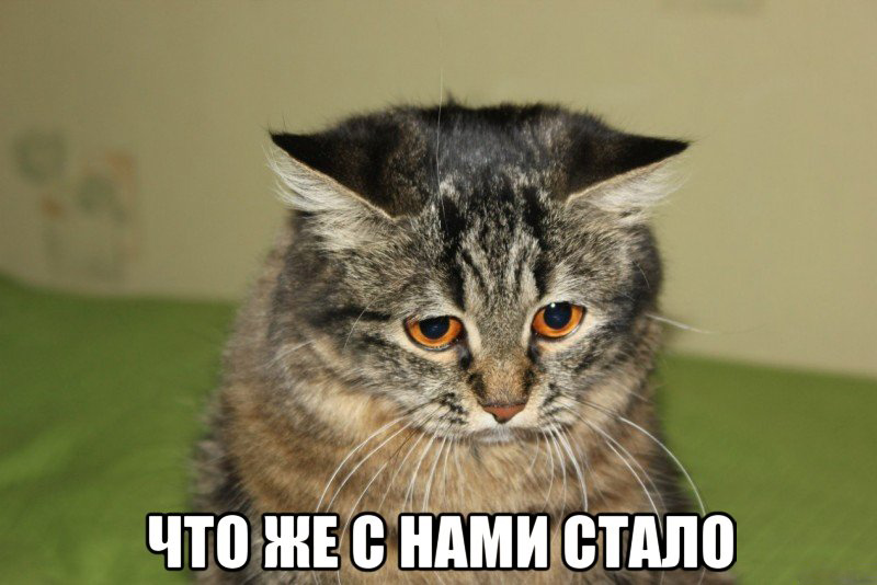 kot kot_39129476_big_.jpeg
