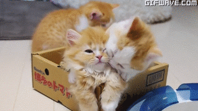 FJBPLWg.gif FJBPLWg.gif
