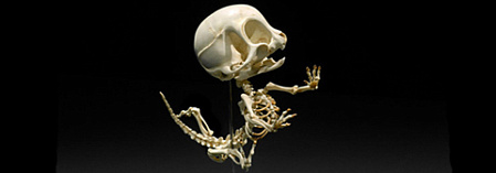 Анатомия анимашек: полированные кости Багза Банни и остальных